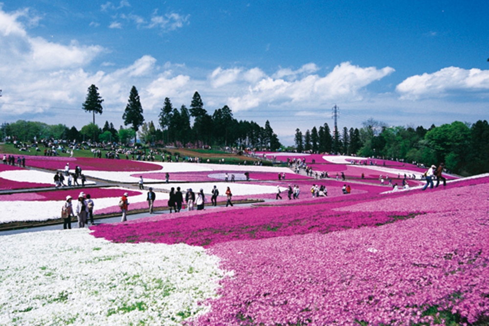 春の羊山公園