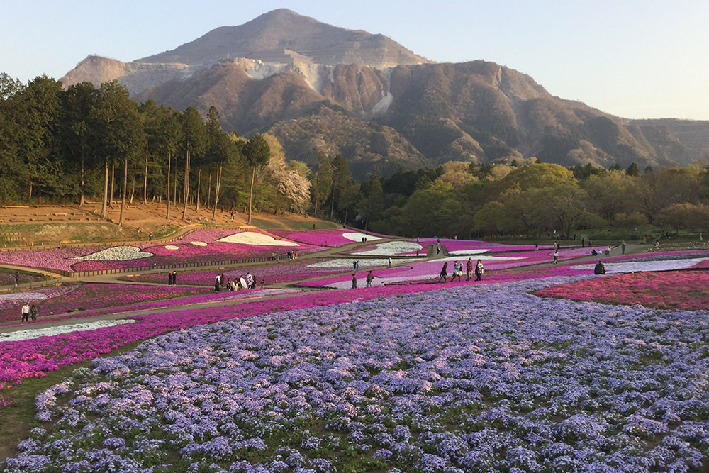 芝桜と武甲山