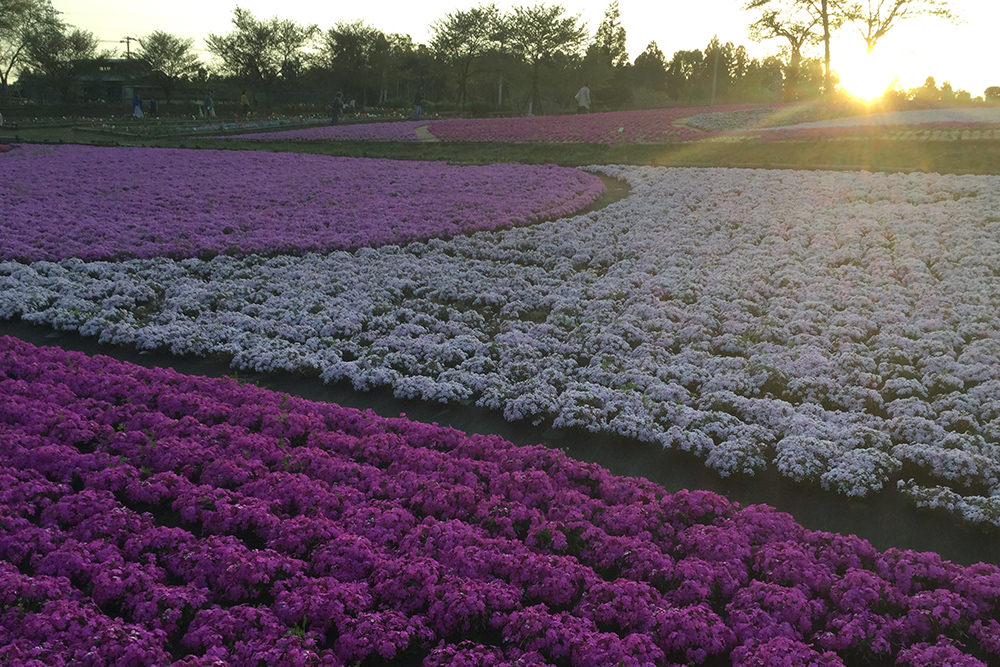 芝桜と夕日