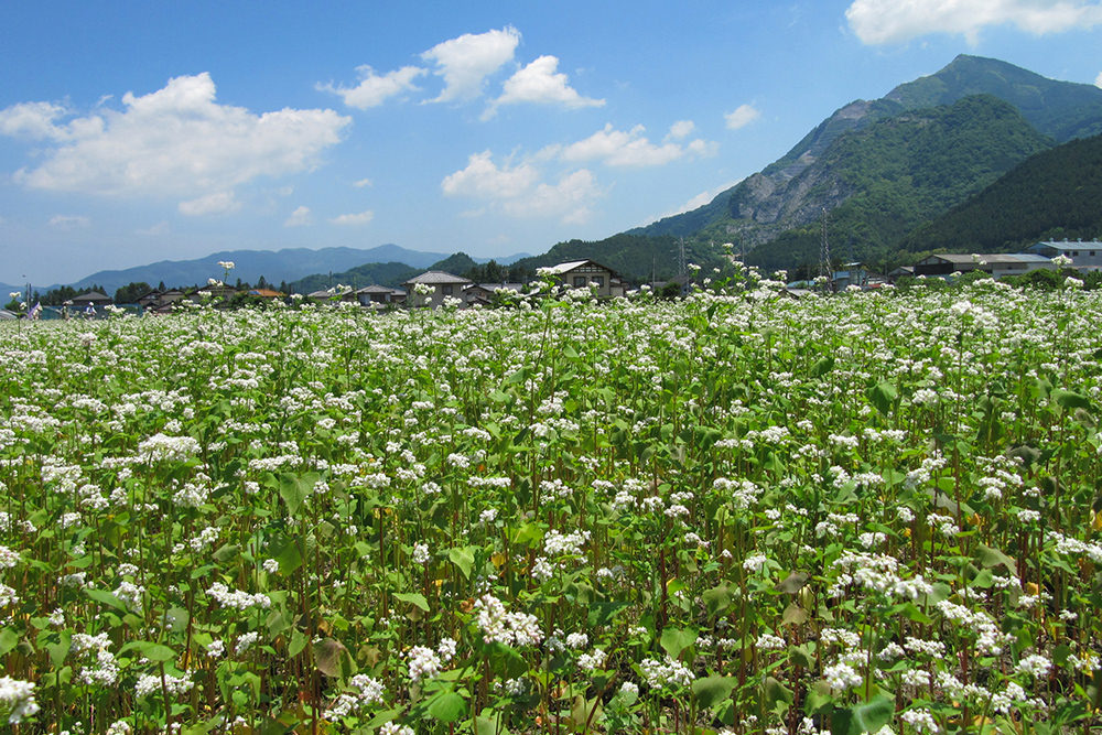 そば畑（荒川）