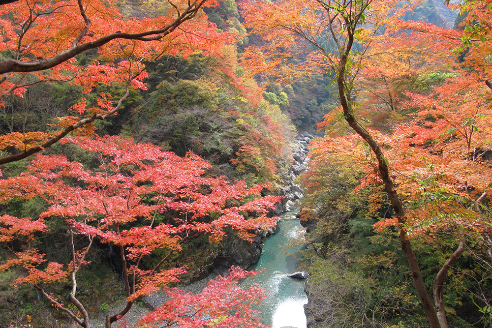 紅葉(大滝)